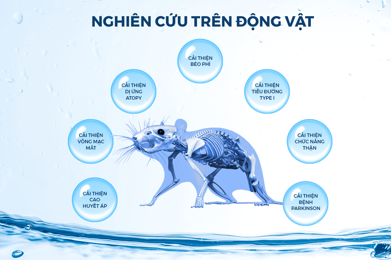 Nghiên cứu tác động của hydro trên động vật cho thấy nhiều tác động tích cực đến sức khỏe